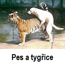 Pes a tygřice